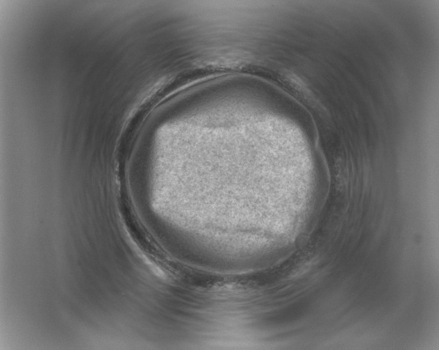 X0000063530634200602102018