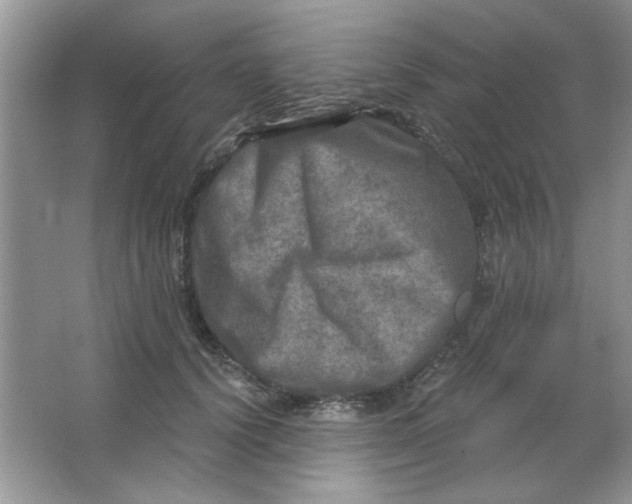 X0000063530656200602102019