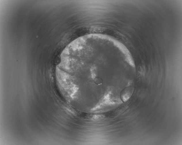 X0000063530663200602102019