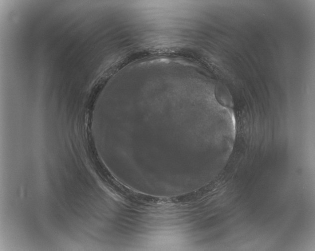 X0000063530742200602102017