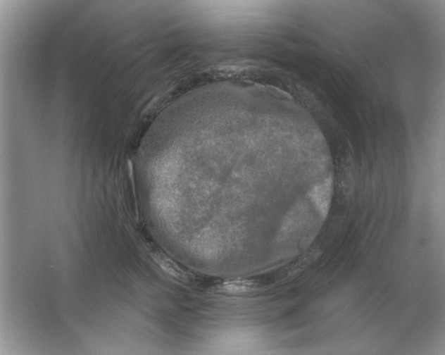 X0000063530758200602102017