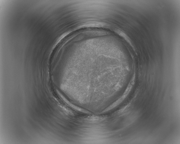 X0000063530829200602102015