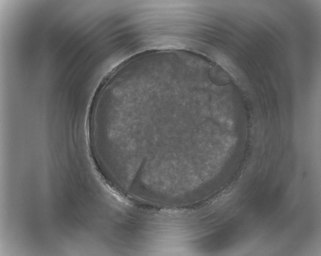 X0000063530840200602102015