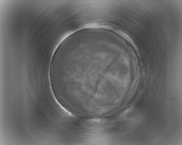 X0000063530855200602102015