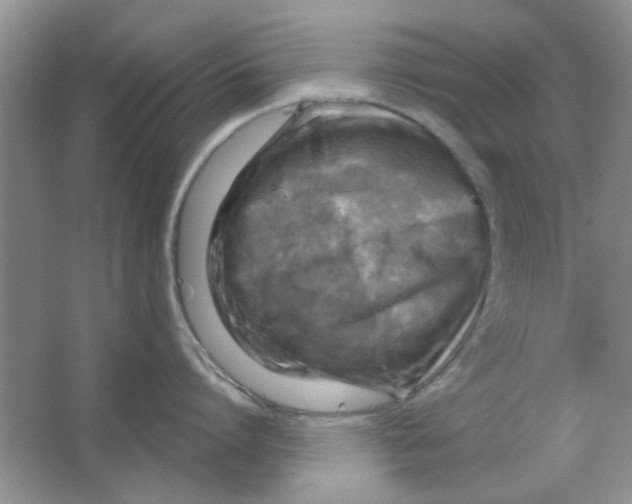 X0000063530864200602102016