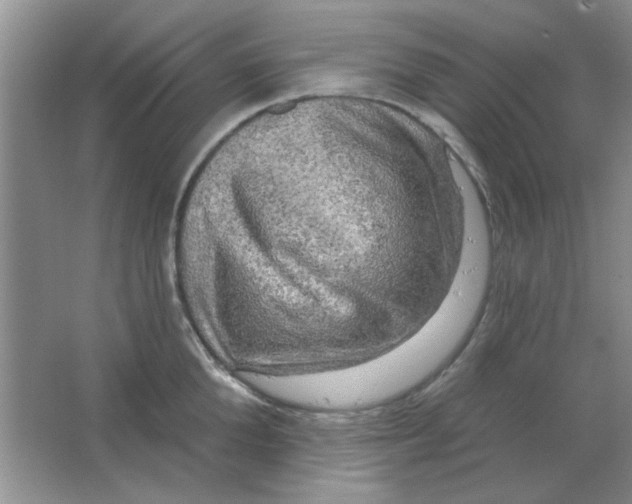 X0000063530904200602102014