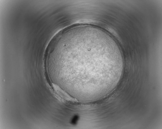 X0000063530976200602102013