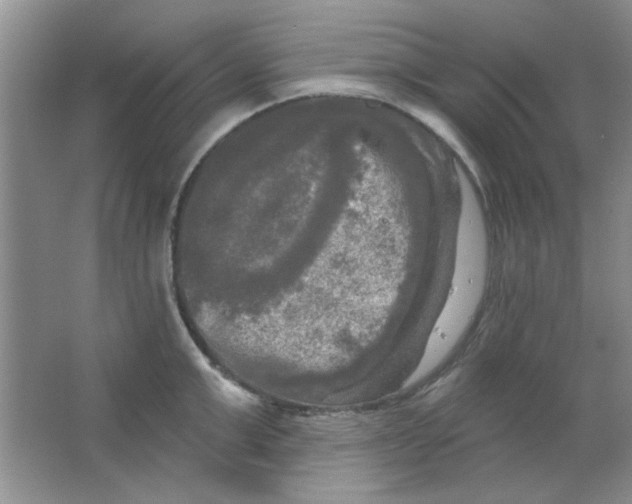 X0000063530999200602102013