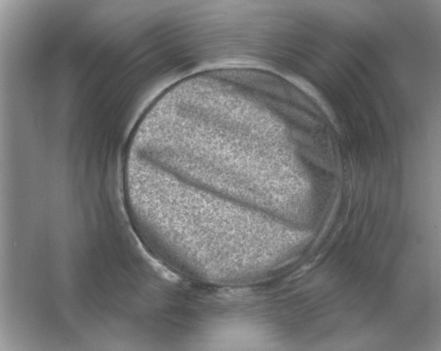 X0000063531006200602102012