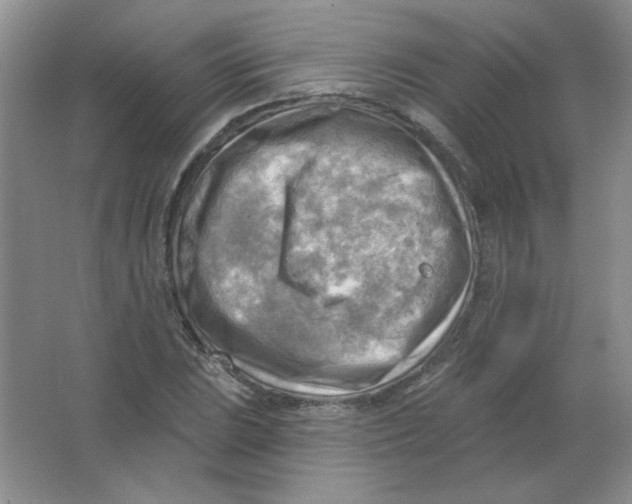 X0000063531023200602102012