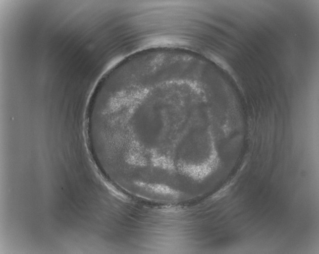 X0000063531029200602102012