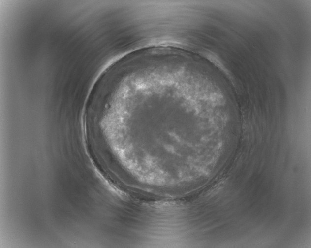 X0000063531032200602102012