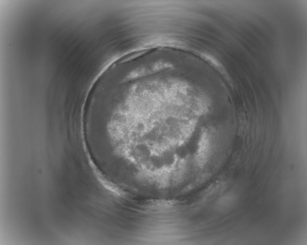 X0000063531039200602102012