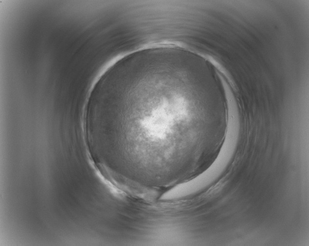 X0000063531054200602102012