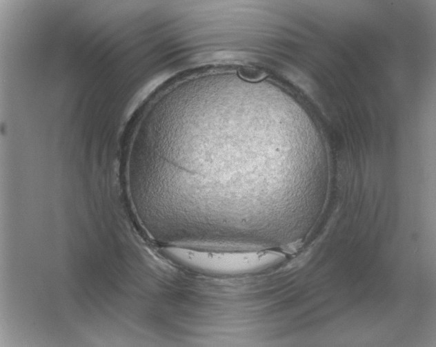 X0000063531066200602102011