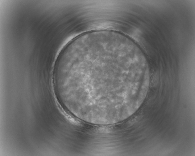 X0000063531086200602102011