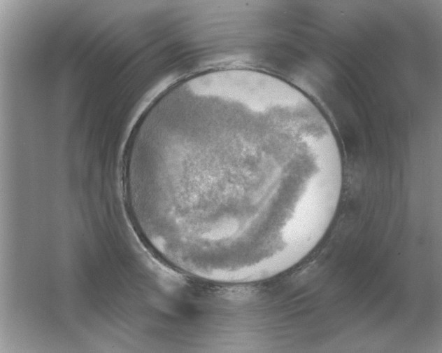 X0000063531090200602102011