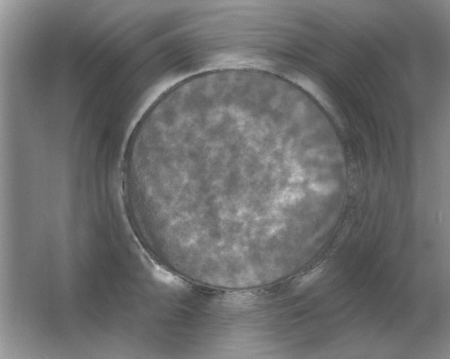 X0000063531094200602102011