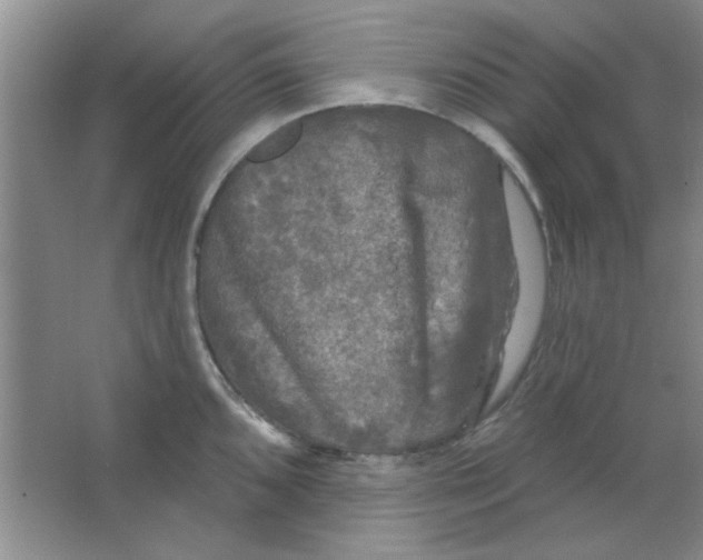 X0000063531096200602102011