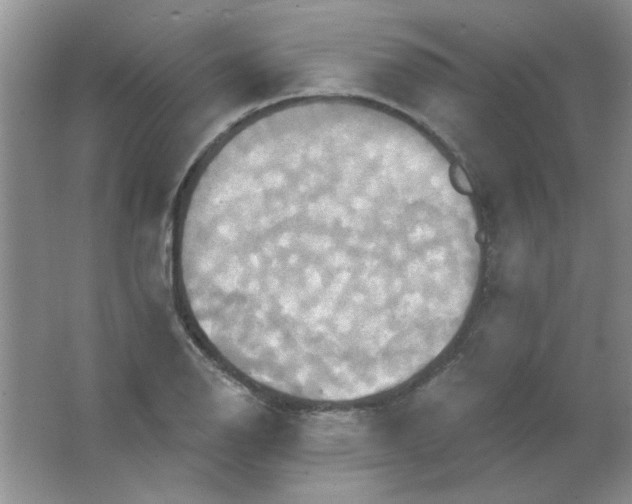 X0000063531126200602102010