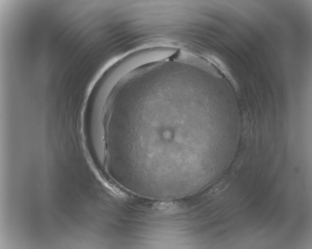 X0000063531128200602102010