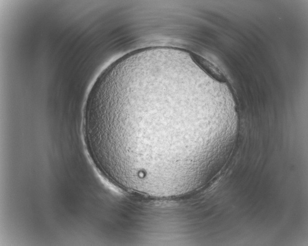 X0000063531136200602102010