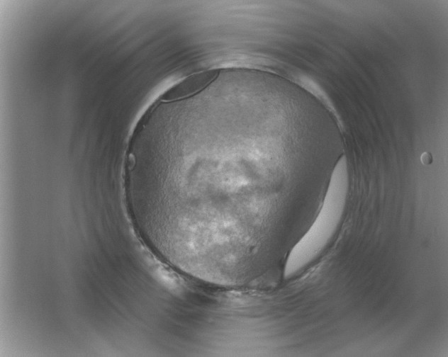 X0000063531138200602102011