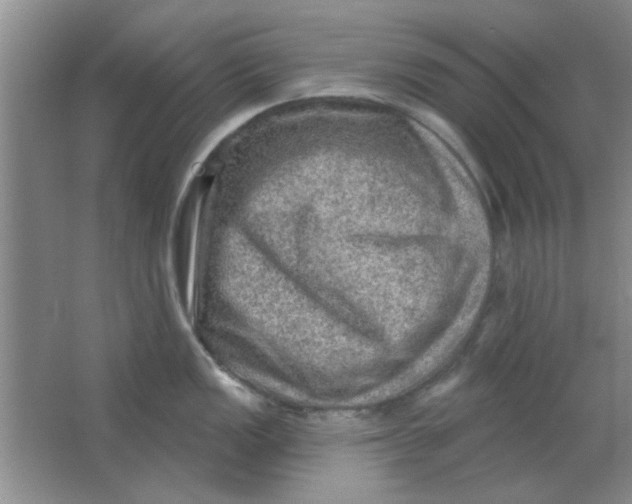 X0000063531149200602102011