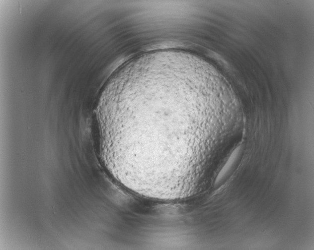 X0000063531185200602102009