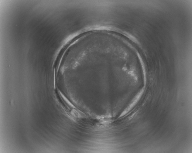 X0000063531223200602102009