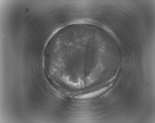 X0000063531224200602102009