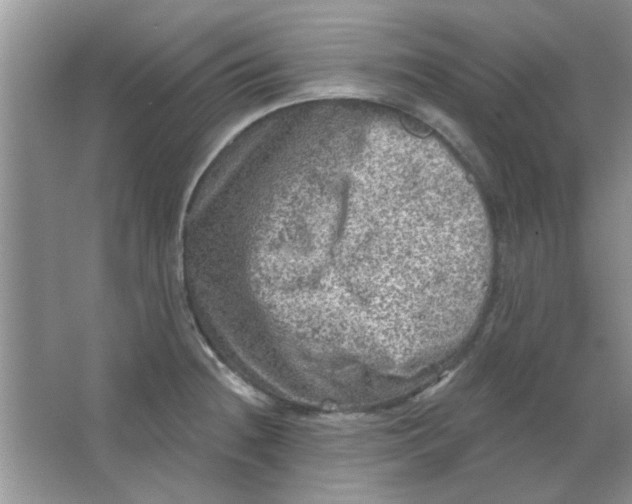 X0000063531236200602102009