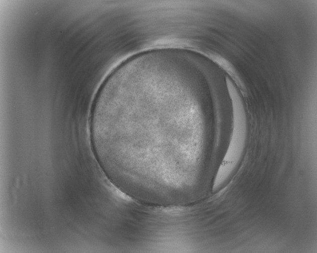 X0000063531288200602102008