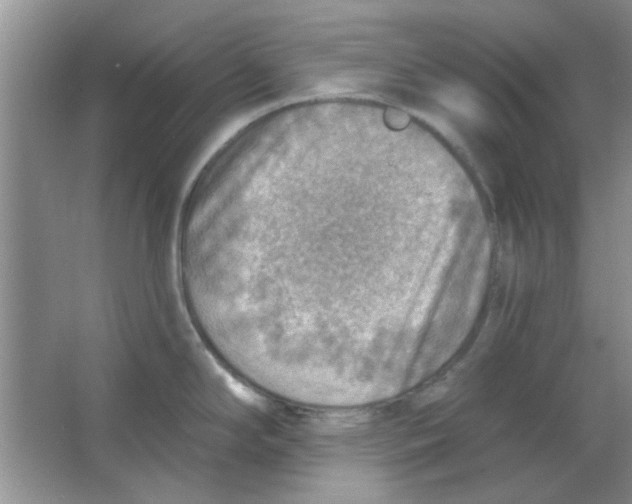 X0000063531294200602102008