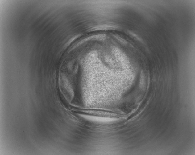 X0000063531313200602102007