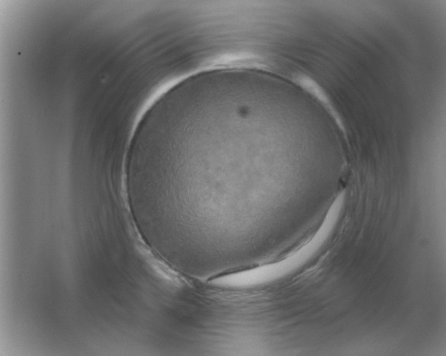 X0000063531336200602102007