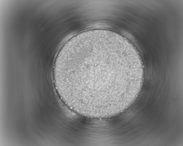 X0000063531338200602102007