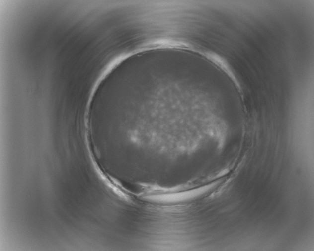 X0000063531381200602102006