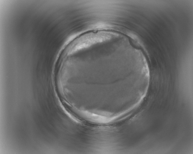 X0000063531429200602102006