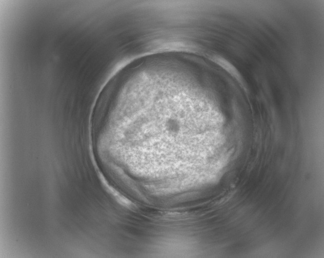 X0000063531439200602102006