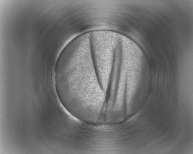 X0000063531476200602102004