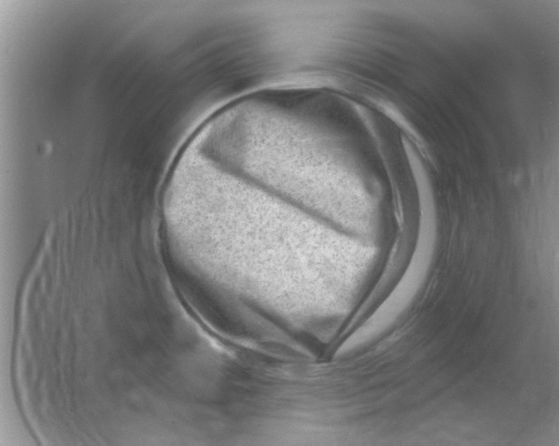 X0000063531484200602102004