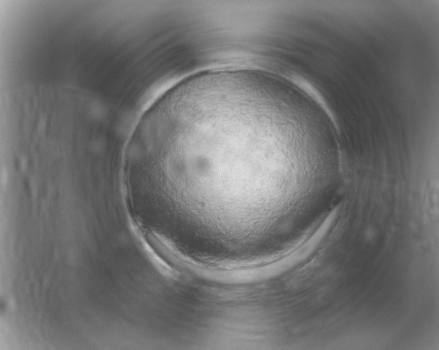 X0000063531485200602102004