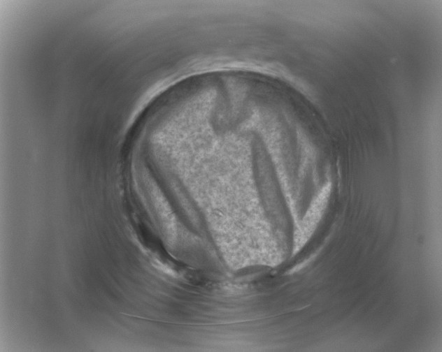 X0000063531501200602102004