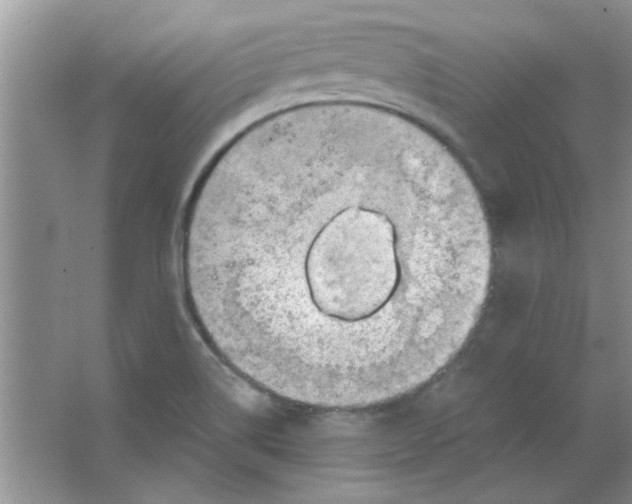 X0000063531514200602102004