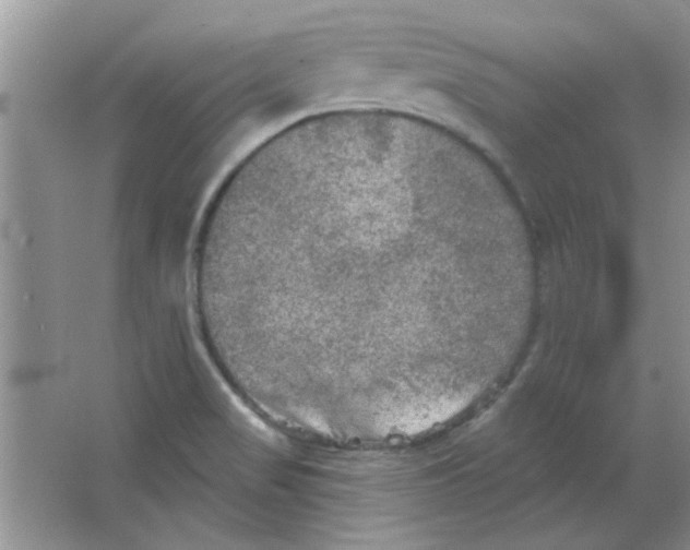 X0000063531517200602102004