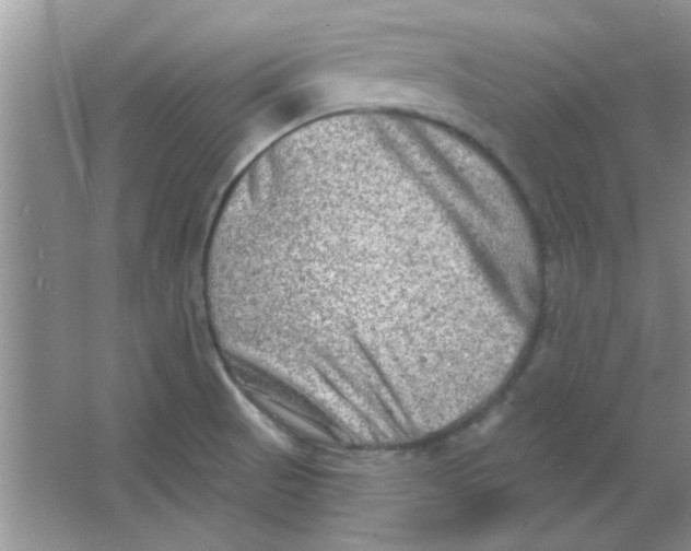 X0000063531521200602102004