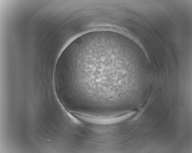 X0000063531533200602102004