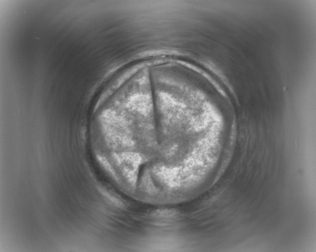 X0000063530063200602172254