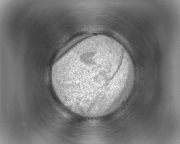 X0000063530065200602172254